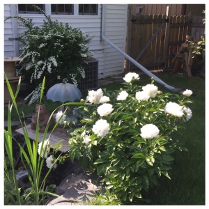 Peonies & bridal wreath in our backyard by koi pond.